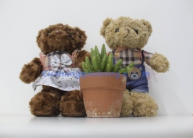 Cửa hàng gấu bông - Gấu bông Teddy Baby bear siêu đáng yêu